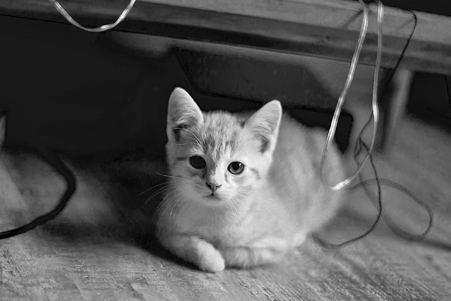 A photo of a tiny kitten on the floor, taken as a volunteering assignment to an animal protection society.