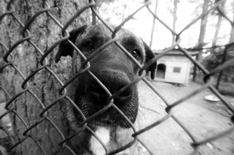 A sad dog in a cage to describe how an internet addiction may feel on people.