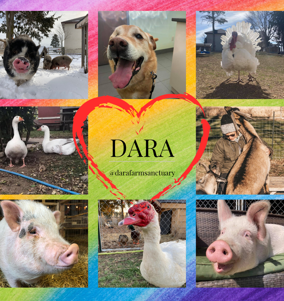 $500 donation for Dara Farm Sanctuary!